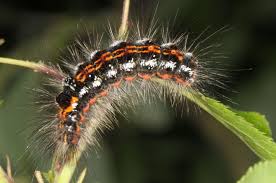 Attēlu rezultāti vaicājumam “Euproctis similis”