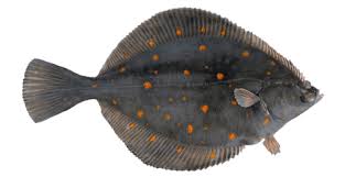 Image result for Hippoglossoides platessoides