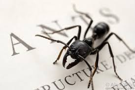 Attēlu rezultāti vaicājumam “Anthrenus sp. imago”