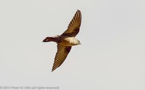 Image result for Ptyonoprogne rupestris