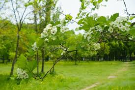 Attēlu rezultāti vaicājumam “Crataegus submollis flower”