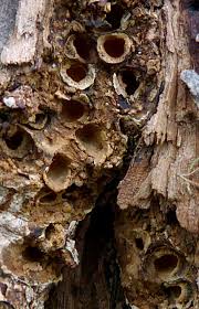 Attēlu rezultāti vaicājumam “Andricus quercuscorticis”