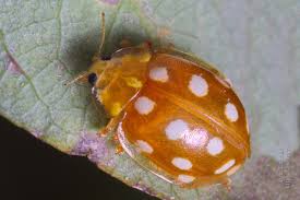 Attēlu rezultāti vaicājumam “Halyzia sedecimguttata”