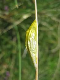 Attēlu rezultāti vaicājumam “Zygaena cocoon”