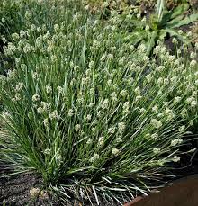Attēlu rezultāti vaicājumam “Sesleria caerulea leaf”