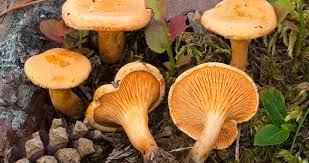 Attēlu rezultāti vaicājumam “Hygrophoropsis aurantiaca”