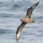 Image result for Pterodroma feae