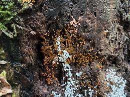 Attēlu rezultāti vaicājumam “Trichia sp.”