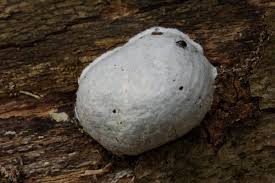 Attēlu rezultāti vaicājumam “Anisotoma humeralis”