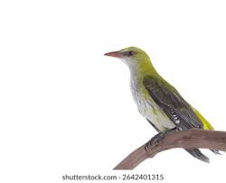 Attēlu rezultāti vaicājumam “Oriolus oriolus”