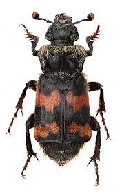 Attēlu rezultāti vaicājumam “Nicrophorus investigator”