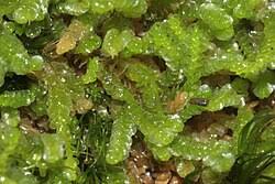 Attēlu rezultāti vaicājumam “Nardia scalaris”