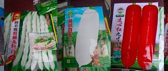 Image result for 春粒