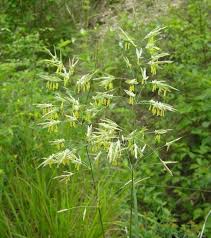 Attēlu rezultāti vaicājumam “Bromopsis inermis”
