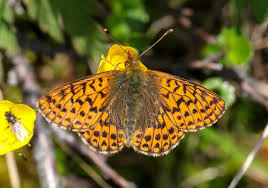 Attēlu rezultāti vaicājumam “Boloria aquilonaris underside”