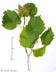 Attēlu rezultāti vaicājumam “Corylus colurna”