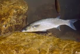 Image result for Chelon tricuspidens