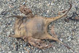 Image result for Leucoraja ocellata