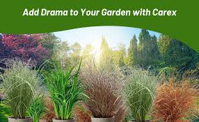 Attēlu rezultāti vaicājumam “Carex arenaria  fruit”