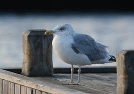 Attēlu rezultāti vaicājumam “Larus argentatus adult”