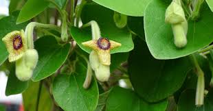 Attēlu rezultāti vaicājumam “Aristolochia durior flower”