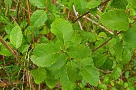Attēlu rezultāti vaicājumam “Betula humilis”