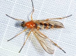 Attēlu rezultāti vaicājumam “Xylophagidae”