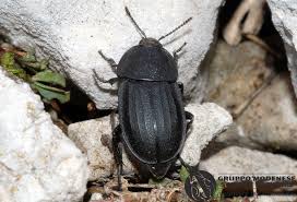 Attēlu rezultāti vaicājumam “Silpha obscura”