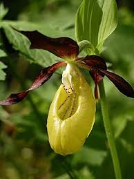 Attēlu rezultāti vaicājumam “Cypripedium calceolus leaf”