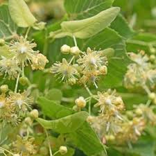 Attēlu rezultāti vaicājumam “Tilia platyphyllos subsp. cordifolia flower”