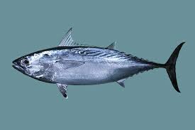 Image result for Euthynnus affinis