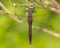 Attēlu rezultāti vaicājumam “Odonata”