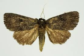 Attēlu rezultāti vaicājumam “Amphipyra perflua”