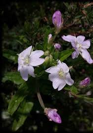 Attēlu rezultāti vaicājumam “Epilobium roseum”