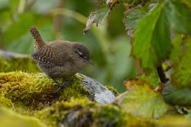 Attēlu rezultāti vaicājumam “Troglodytes troglodytes”