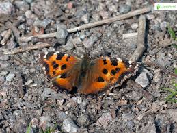 Attēlu rezultāti vaicājumam “Nymphalis xanthomelas underside”