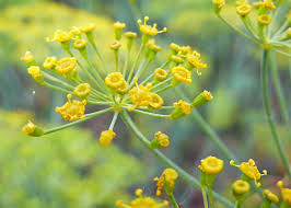 Attēlu rezultāti vaicājumam “Anethum graveolens flower”