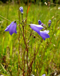 Attēlu rezultāti vaicājumam “Campanula rotundifolia leaf”
