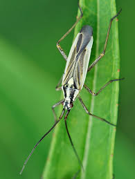 Attēlu rezultāti vaicājumam “Miridae”