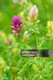 Attēlu rezultāti vaicājumam “Melampyrum cristatum”