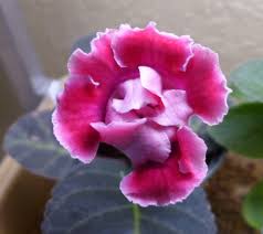 Attēlu rezultāti vaicājumam “Telekia speciosa flower”