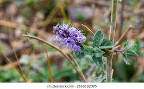 Attēlu rezultāti vaicājumam “Mentha longifolia flower”