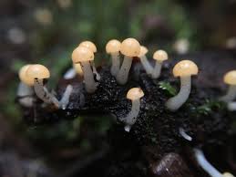 Attēlu rezultāti vaicājumam “Vibrissea decolorans”