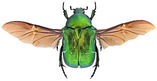 Attēlu rezultāti vaicājumam “Cetonia aurata imago”