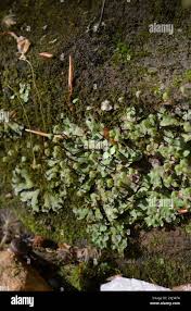 Attēlu rezultāti vaicājumam “Reboulia hemisphaerica”