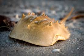 Image result for Limulus polyphemus