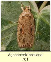 Attēlu rezultāti vaicājumam “Agonopterix ocellana”