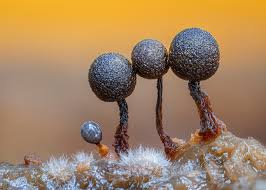 Attēlu rezultāti vaicājumam “Cribraria argillacea macro”