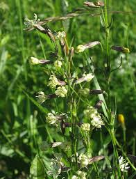 Attēlu rezultāti vaicājumam “Silene tatarica”