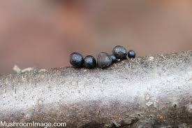 Attēlu rezultāti vaicājumam “Oligonema persimile sessile”